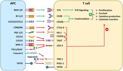 Combinatorial blockade for cancer immunotherapy: targeting emerging immune checkpoint receptors